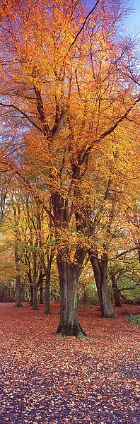 Vertical panoramic of autumnal Beech tree (Fagus sylvatica) Hampstead Heath, London