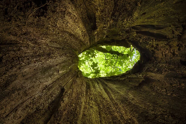 View out of hollow tree in mixed deciduous woodland, Peak District National Park