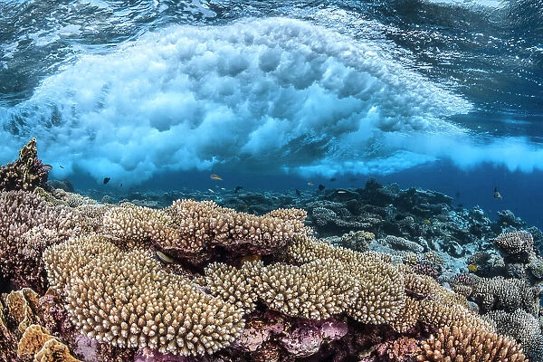 Wave breaking over the reef, Table coral (Acropora) Safaga, Egypt, Red Sea