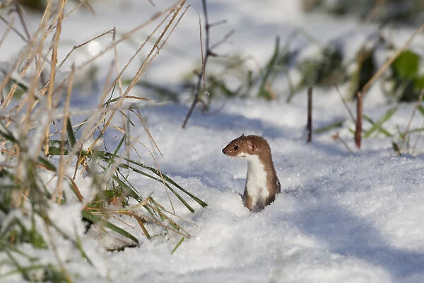 Weasel (Mustela nivalis) hunting in snow, Norfolk, UK, December