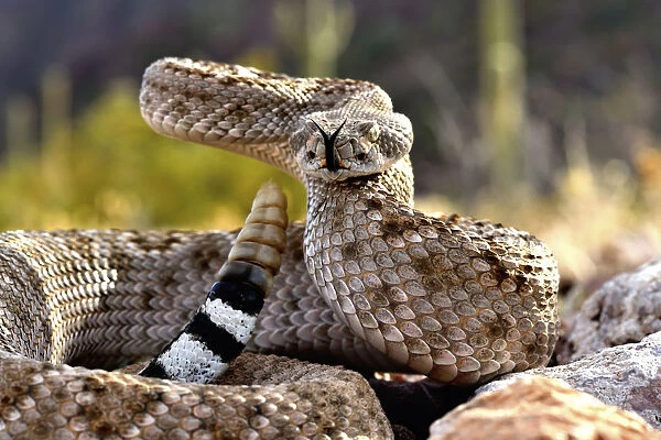 Western diamondback rattlesnake (Crotalus atrox), flicking tongue and with rattle raised