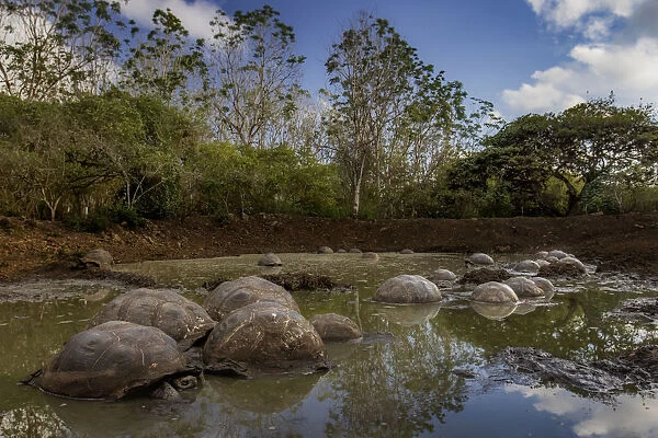 Western Santa Cruz  /  Indefatigable Island giant tortoises (Chelonoidis porteri) in shallow water