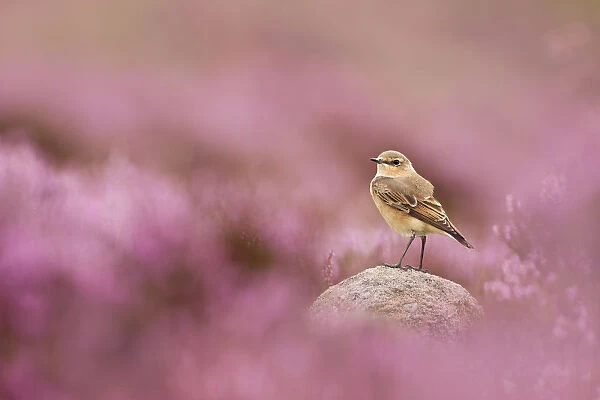 Wheatear, (Oenanthe oenanthe) perched on gritstone rock amongst flowering heather (Ericaceae sp), Peak District NP, August 2011. 2020VISION Book Plate