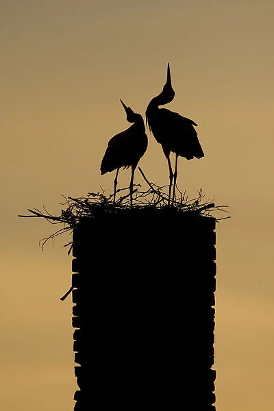 White stork (Ciconia ciconia) pair displaying, silhouetted at nest on old chimney