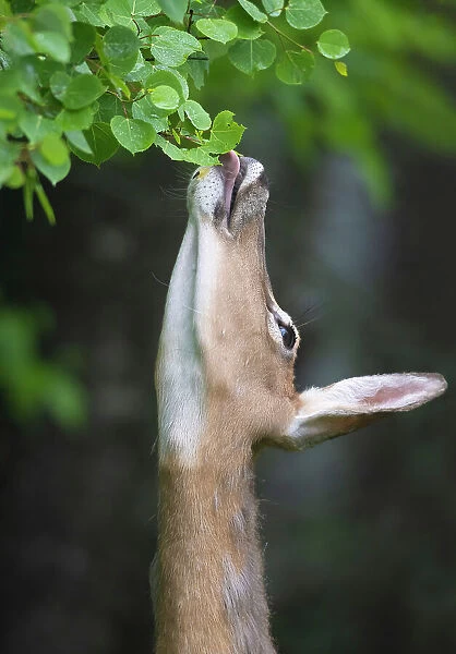 White-tailed deer (Odocoileus virginianus) reaching up to feed on leaves, Acadia National Park, Maine, USA. June