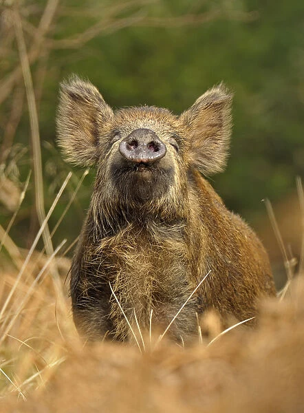 Wild boar (Sus scrofa) female in woodland undergrowth sniffling air for scent of human