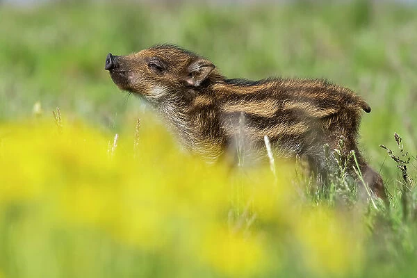 Wild boar (Sus scrofa) piglet, sniffing the air, La Pampa province, Patagonia, Argentina. Captive