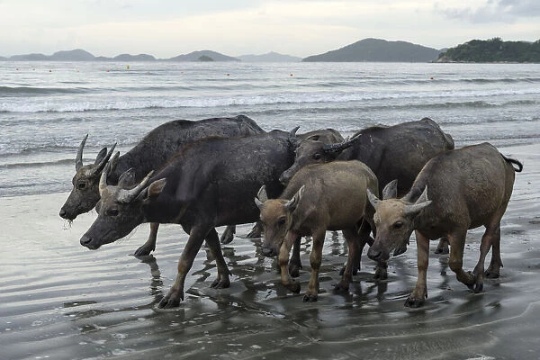 Wild buffalos (Bubalus arnee) on beach in Pui O, Lantau Island, Hong Kong, China