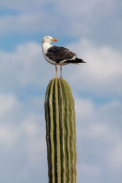 Yellow-footed gull (Larus livens) perched on Mexican giant cardon cactus (Pachycereus pringlei). El Pardito Island, Islands of Gulf of California Protected Area, Sea of Cortez, Mexico. May