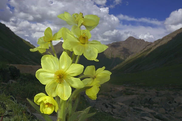 Yellow poppywort (Meconopsis integrifolia) flowering, Qinghai-Tibet Plateau, Shiqu County