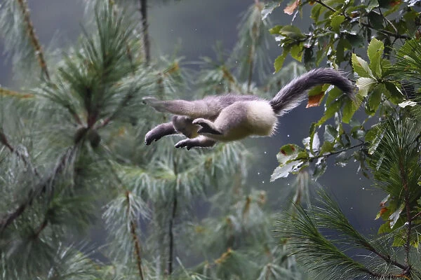 Yunnan snub-nosed monkey (Rhinopithecus bieti) jumping between trees at Ta Cheng Nature reserve