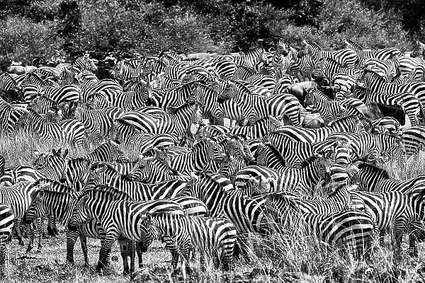 Zebras (Equus burchelli) herd during the Great Migration, Masai Mara National Park, Kenya. July
