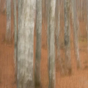 Abstract European beech tree (Fagus sylvatica) trunks, Pollino National Park, Basilicata