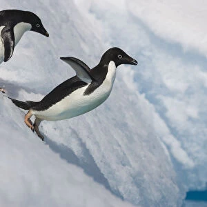 Adelie Penguin (Pygoscelis adeliae) jumping off iceberg, Paulet Island, Antarctica