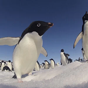 Adelie penguins (Pygoscelis adeliae) wide angle portrait of two with larger group in background