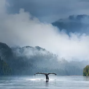 Adult humpback whale (Megaptera novaeangliae) diving in deep water channel. Great Bear Rainforest, British Columbia, Canada. COP26 Countdown Photo Competition 2021 Finalist. (digitally stitched image)
