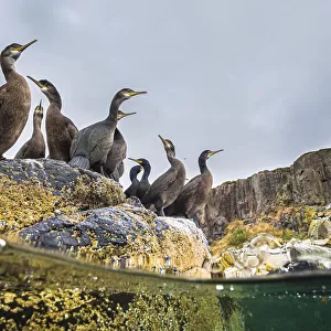 Adult Shags (Phalacrocorax aristotelis) with young, gathered on rocks, Treshnish Isles