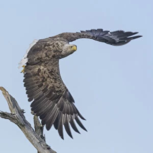 Adult White-tailed eagle (Haliaeetus albicilla) taking off from its perch, Finland. July