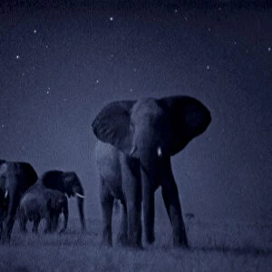 African elephant herd {Loxodonta africana} at night, Masai Mara