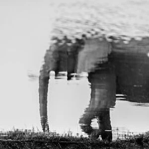 African elephant (Loxodonta africana) baby and its mother are reflected in the waters