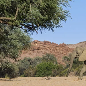 African elephant (Loxodonta africana) walking, Brandberg, Namibia, Vulnerable species