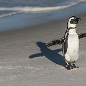 African penguin (Spheniscus demersus) returning to colony. Near Simons Town in False Bay