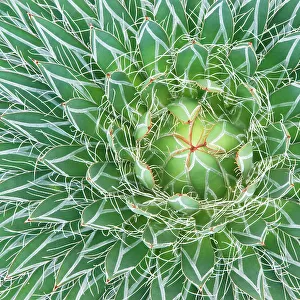 Agave cactus close up abstract (Agave sp) Botanical Garden, San Miguel de Allende, Mexico