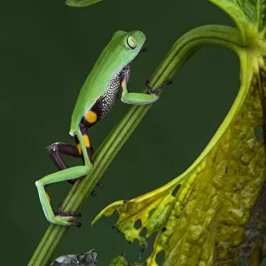Agua Rica leaf frog (Phyllomedusa ecuatoriana) captive, endemic to Agua Rica, Ecuador