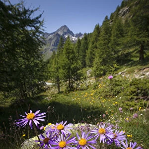 Alpine Aster (Aster alpinus), Aosta Valley, Monte Rosa Massif, Pennine Alps, Italy. July