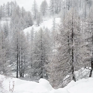 Alpine chamois (Rupicapra rupicapra rupicapra) in winter landscape with snow covered trees