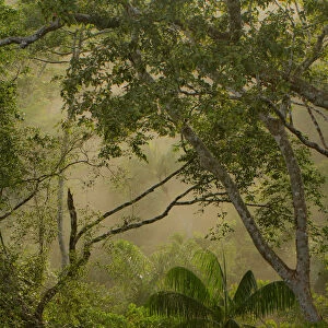 Amazonian trees and vegetation at sunrise, Tambopata, Madre de Dios, Peru, April 2014