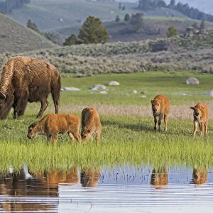 American buffalo (Bison bison) with group of calves, Yellowstone National Park, Wyoming, USA