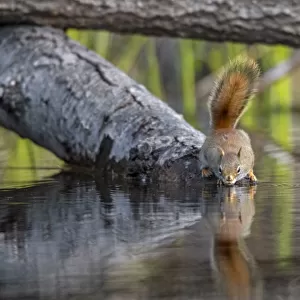 American red squirrel (Tamiasciurus hudsonicus) on tree trunk drinking in a beaver pond