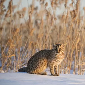 Amur leopard cat (Prionailurus bengalensis euptilurus) Vladivostok, Primorsky Krai, Far East Russia
