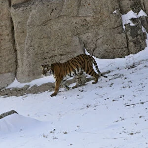 Amur / Siberian Tiger (Panthera tigris altaica) female in the wild, walking down a hillside