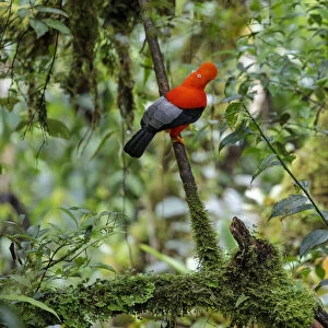 Andean Cock-of-the-rock male (Rupicola peruvianus) at lek in cloud forest canopy