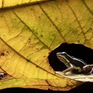 Anthonys poison-frog (Epipedobates anthonyi) seen through hole in leaf. Buenaventura Reserve