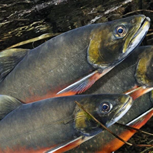 Arctic charr (Salvelinus alpinus) males showing breeding colours, in spawning river