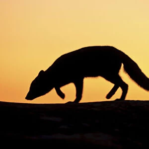 Arctic fox (Vulpes lagopus) silhouetted at sunset, Greenland, August 2009