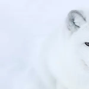 Artic fox (Vulpes lagopus) portrait, captive, Norway, February