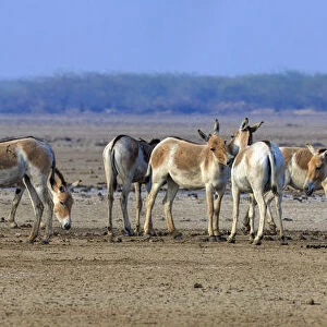Asiatic wild ass (Equus hemionus khur), group on barren salt pan, Little Rann of Kutch