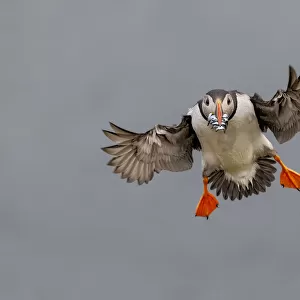 Atlantic Puffin (Fratercula arctica) in flight, coming into land with beak full of sand eels