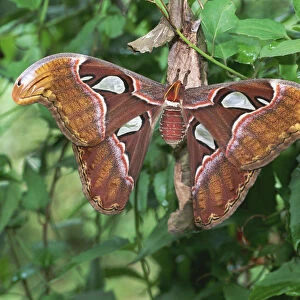 Atlas moth {Attacus atlas} on nurse plant Sri Lanka