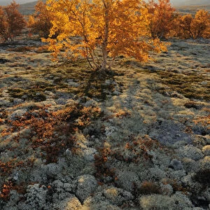 Autumn trees and Reindeer lichen / moss in Forollhogna National Park, Norway, September