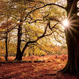 Autumnal beech trees ((Fagus sylvatica) at Bolderwood, The New Forest, Hampshire, UK. November