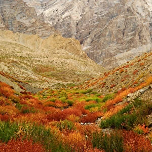 Autumnal mountain vegetation in arid Zanskar Mountains. Ladakh, India. September 2011