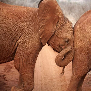 A baby orphan Elephant (Loxodonta africana) leaning against the rump of its friend