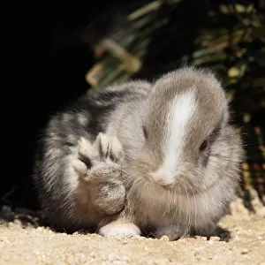 Baby rabbit with back paw raised, Okunoshima Rabbit Island, Takehara, Hiroshima