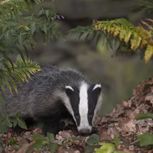 Badger (Meles meles) in autumn woodland. Leicestershire, UK, July