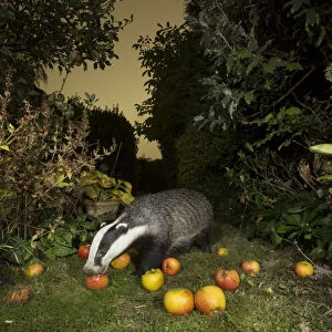 Badger (Meles meles) eating apples in urban garden. Sheffield, England, UK. October